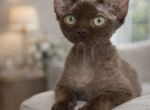 Devon Rex chocolate male Profile