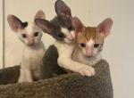 Cornish Rex kittens SOLD Profile