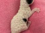 Male Cornish Rex kittens Profile