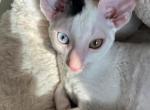 Male Cornish Rex kittens Profile