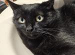 Mary spayed DSH Profile