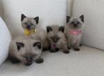 siamese litter Profile