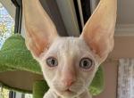 Cornish Rex Male Kitten Profile