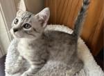 Egyptian Mau Ducan Profile