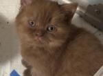 Chocolate Cinnamon Scottish kitten Profile