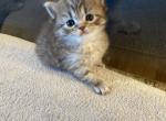 Fluffy Scottish kitten Profile