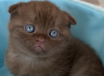 Scottish fold boy Teddy Profile