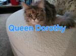 Queen Dorothy's Kittens Profile