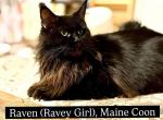 Raven Profile