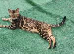 Bengal cat stud tom service available Profile