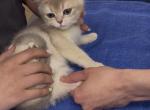 Ollie Reserved Profile