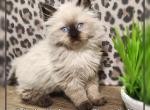 Ragdoll Siberian Male  kitten Profile
