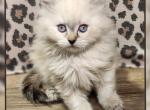 Ragdoll Siberian Female kitten Profile