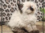 Ragdoll Siberian Male  kitten Profile