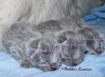 Russian Blue Kittens Profile