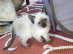 Purebred Siamese Kittens Profile
