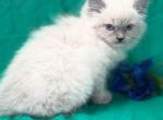 Blue point Ragdoll kitten Profile