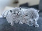 British Shorthair in Blue and Lilac Profile
