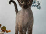 Devon Rex black male kitten Profile