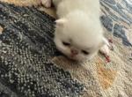 Persian solid white litter Profile