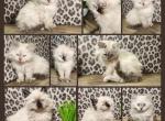 Ragdoll Siberian baby kittens Profile