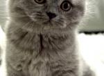 British Shorthair Blue Male Profile