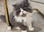 Beautiful Persian boy Profile