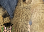 F3 Savannah Female Nani Profile