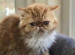 Exotic Red White Female Kitten Profile