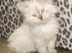 Ragdoll Siberian Female kitten Profile