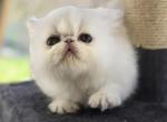 White Persian Male Profile