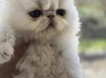 White Odd Eyes Persian Male Profile