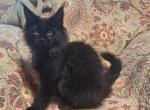 Myrtle and Selwyn litter Profile