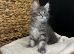 Highway Maine Coon Profile