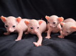 Medusa's litter Profile