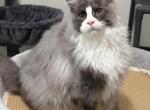 Thor Profile
