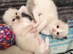 TICA Ragdoll Kittens Profile