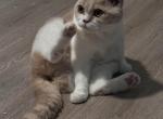 Marmalade British Shorthair Profile