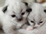The Cotton Kitten Litter Profile