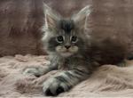 Boy from breeder Profile