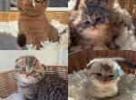 Adorable Scottish Fluffy kittens Profile