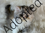 Calico peke Profile