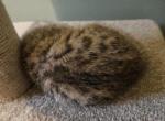 Bengal Kittens Vaccinated Payment Plans Available Profile