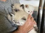 CFA Exotic Shorthair Profile