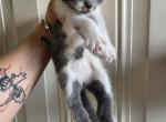 Mix kitten here ready Profile