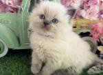 Peppermint Spring Litter Profile