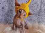Sphynx Babies Profile