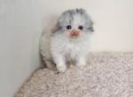 Scottish fold longhair dilute calico girl Profile