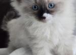 Bueatiful Ragdoll Girl Profile