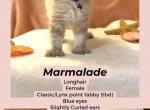 Spring Highlander kittens Profile